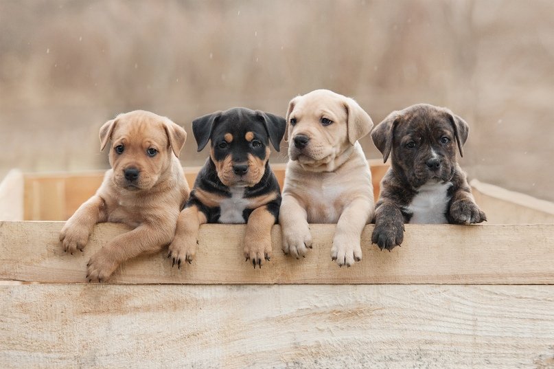 Как выбрать щенка? - Ветеринарная клиника МВЦ «Два сердца» в Санкт  Петербурге