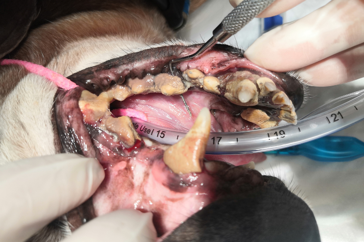 удаление зуба у собаки