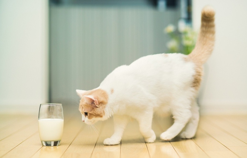 Можно ли кошкам и котятам молоко? - Ветеринарная клиника МВЦ «Два сердца» в  Санкт Петербурге