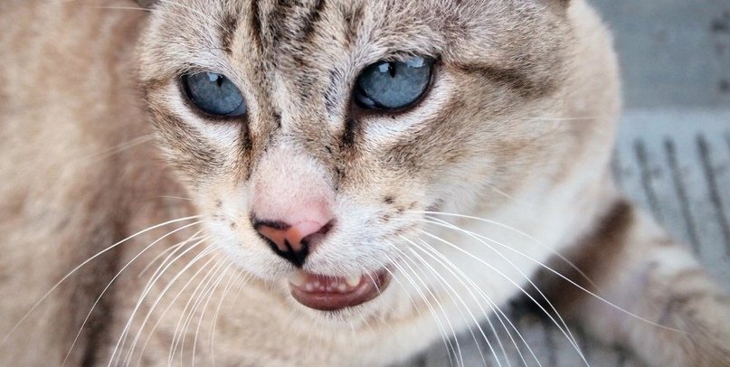 Почему кошка дышит с открытым ртом? - Ветеринарная клиника МВЦ «Два сердца»  в Санкт Петербурге