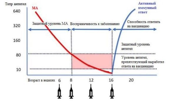 материнский иммунитет.jpg