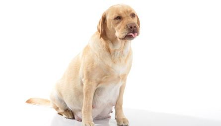 Подбор корма для собаки: путеводитель по здоровому питанию вашего друга