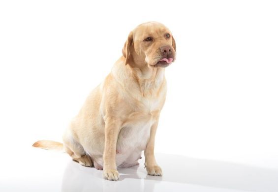 Подбор корма для собаки: путеводитель по здоровому питанию вашего друга